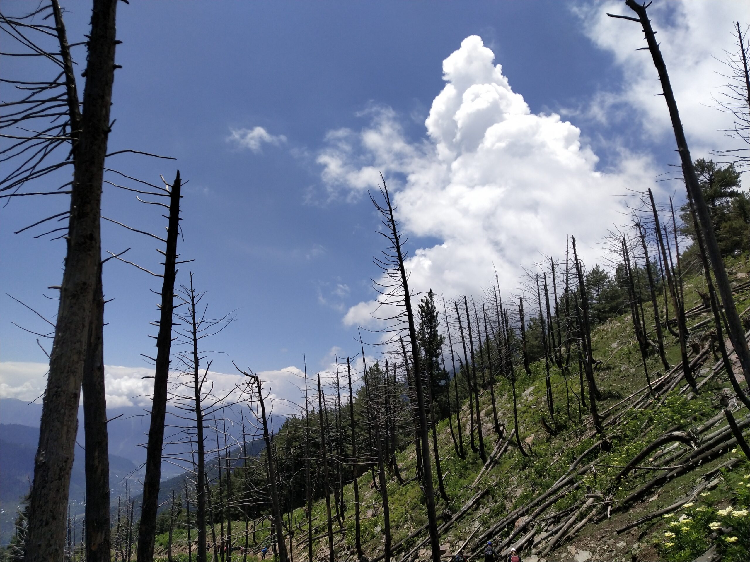 Kashmir Wildfires