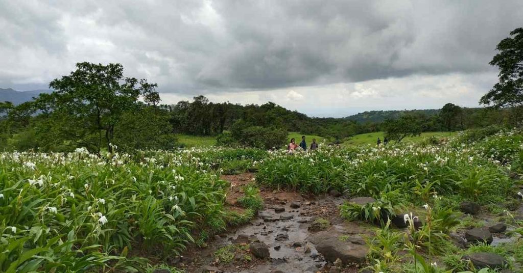 Area-filled-with-lilies