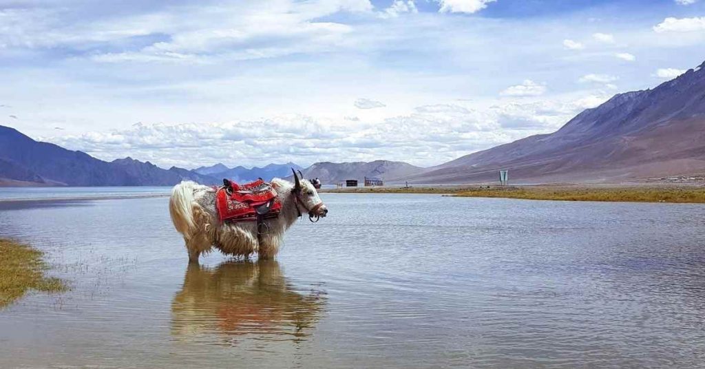 Adventure-pulse_things to do Ladakh_pangong