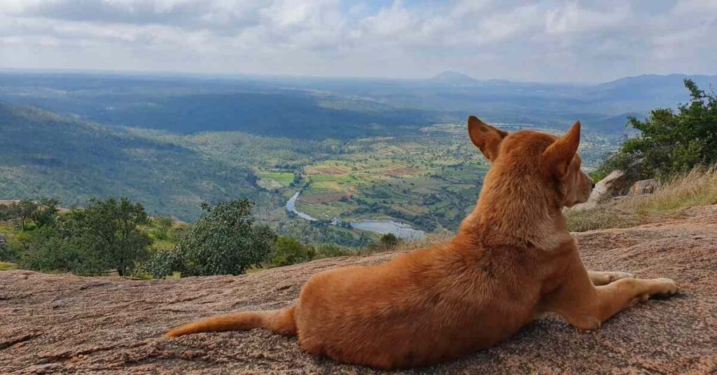 makalidurga-trek-dog