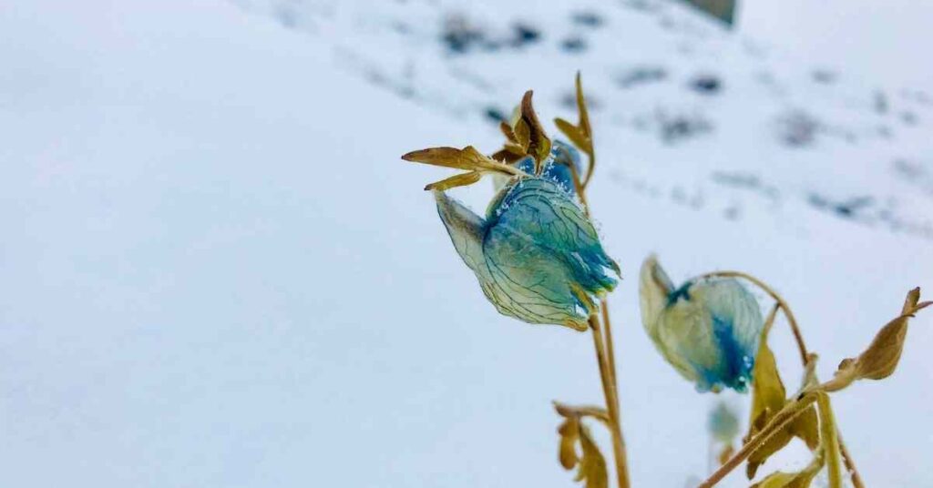 Sunderdhunga valley_ Blue Poppies_Adventure-pulse