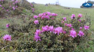 Bhutan Trek, Druk Path Trek