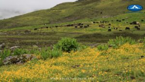 Bhutan Trek, Beautiful meadows covered with colorful flowers on the Druk Path Trek