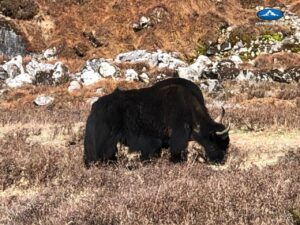 Goecha La Trek, Sikkim, Himalayas, Dzongri, Kangchenjunga