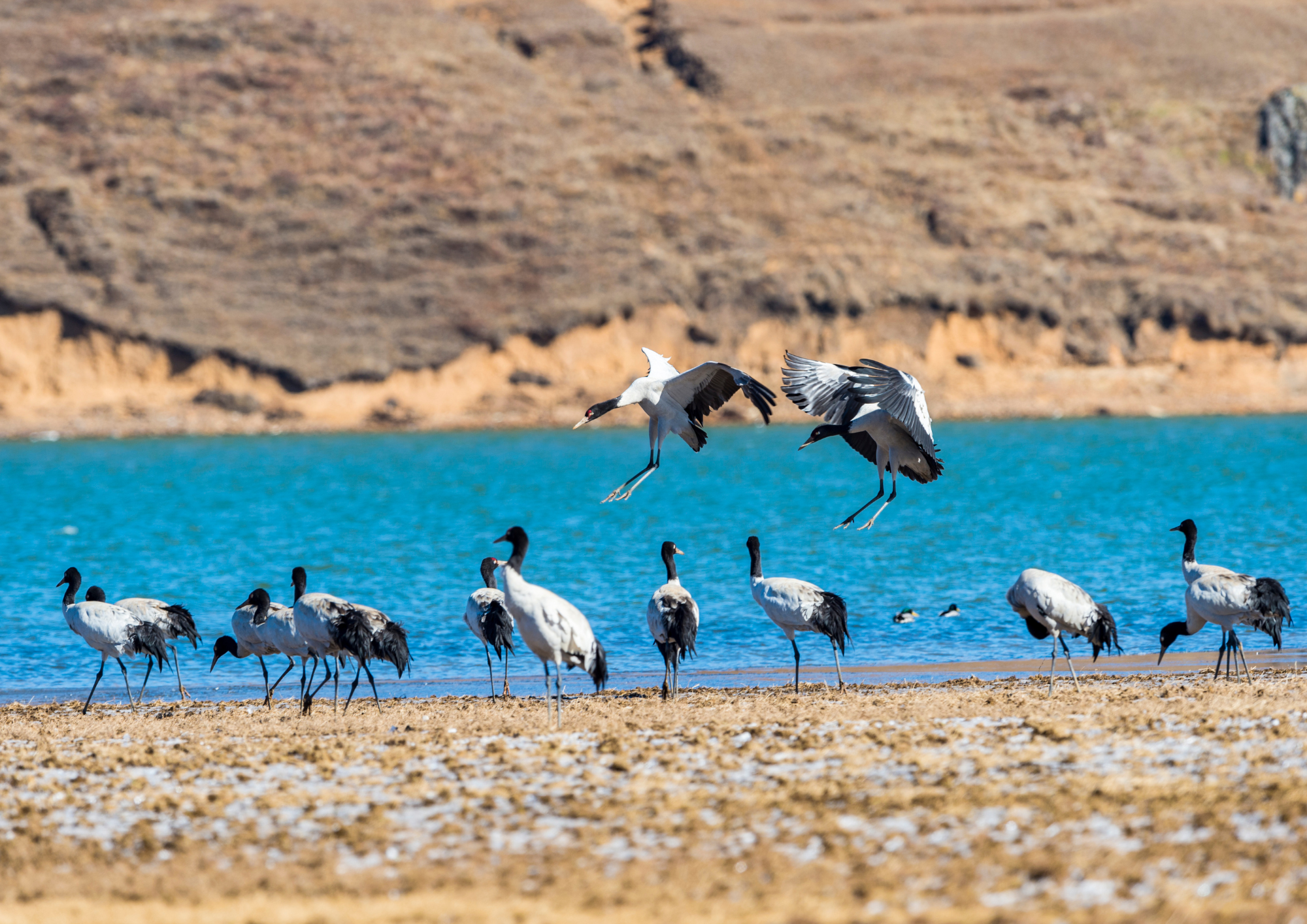 Black necked crane festival