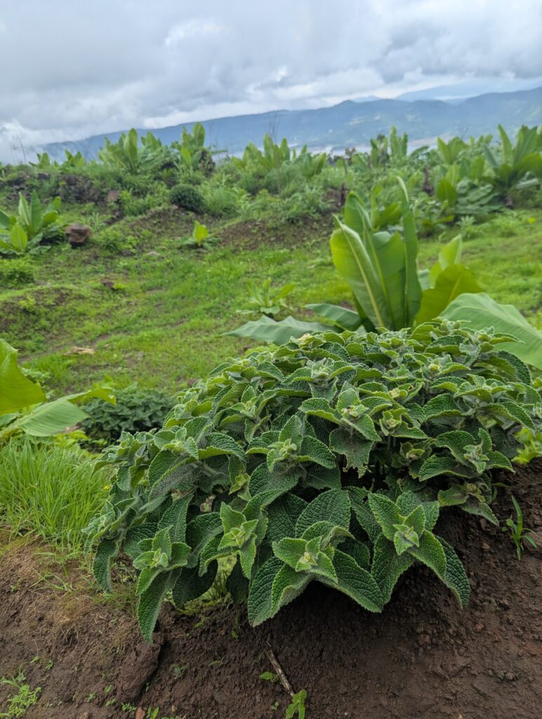 Monsoon Magic in the Sahyadris