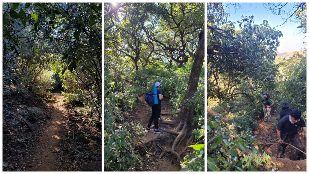 Forests under the Balekilla of Harishchandragad