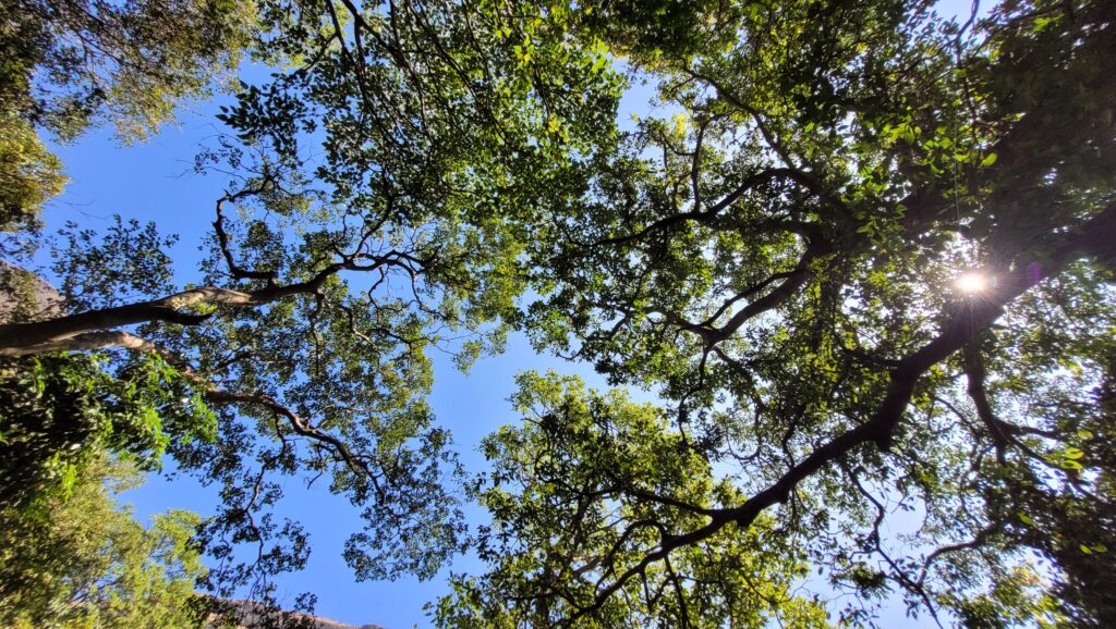 Crown shyness in full effect. Forests of Harishchandragad