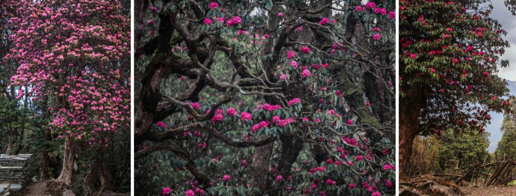 rhododendron-bloom-during-spring-season-in-annapurna-base-camp-trek