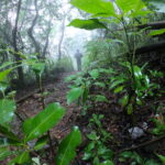 Nature trail, hiking, Andharban trek