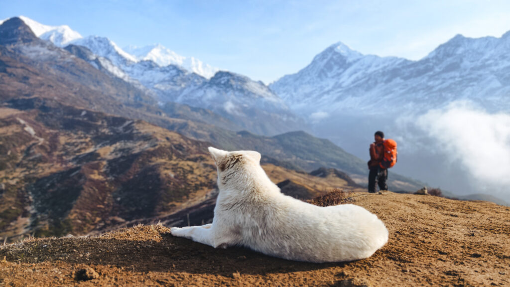 Kabru (dog) enjoying the view of Kabru (mountain) 