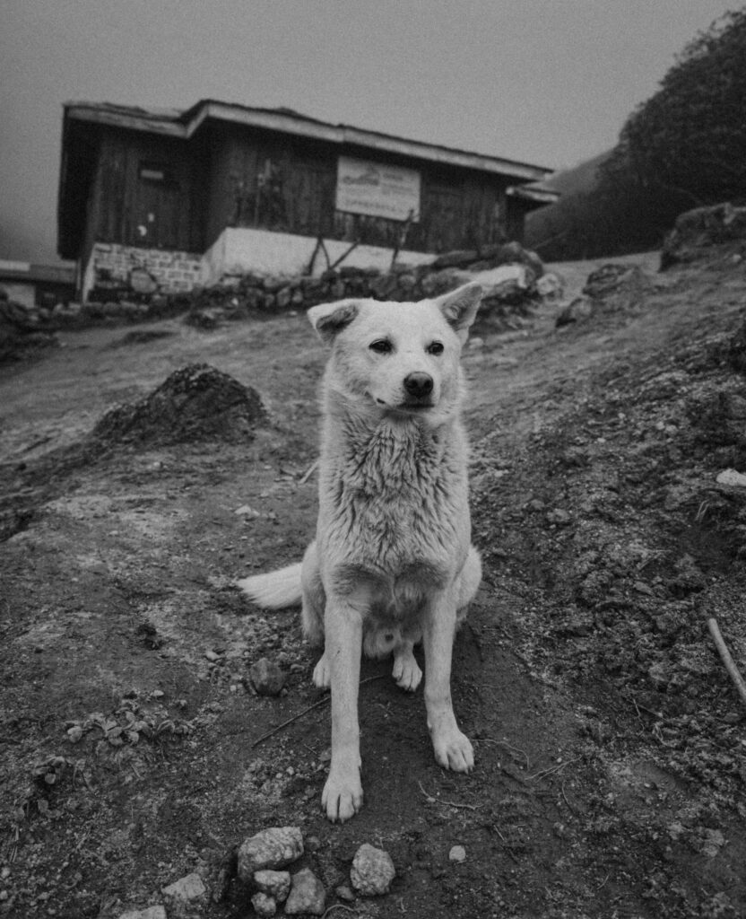 Kabru our companion striking a pose!