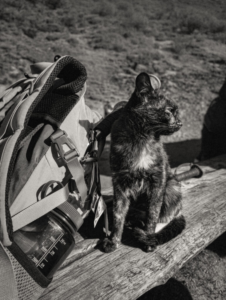 Feline companions bid adieu